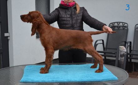 Irish Red Setter Welpen mit Ahnentafel (FCI-Registrierte Zucht)