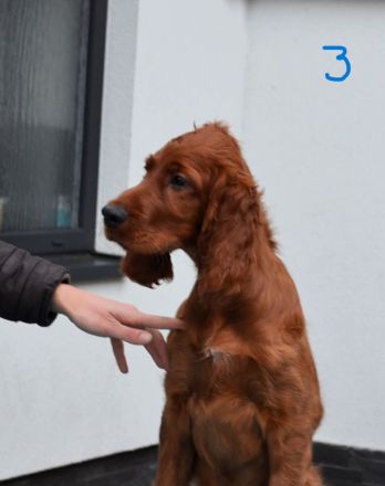 Irish Red Setter Welpen mit Ahnentafel (FCI-Registrierte Zucht)