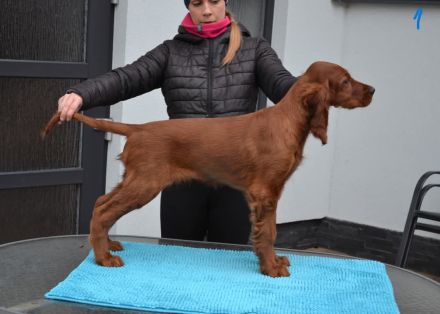 Irish Red Setter Welpen mit Ahnentafel (FCI-Registrierte Zucht)