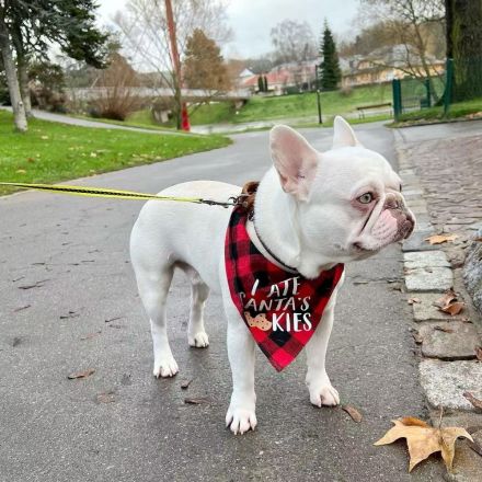 Französische Bulldogge Kai sucht ein liebevolles Zuhause