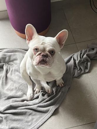 Französische Bulldogge Kai sucht ein liebevolles Zuhause