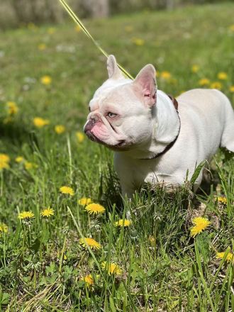Französische Bulldogge Kai sucht ein liebevolles Zuhause
