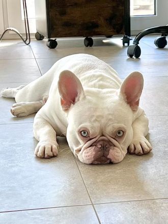 Französische Bulldogge Kai sucht ein liebevolles Zuhause