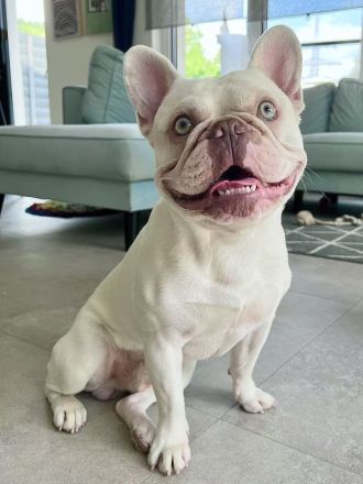 Französische Bulldogge Kai sucht ein liebevolles Zuhause