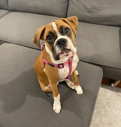 Weiblicher Boxerwelpe