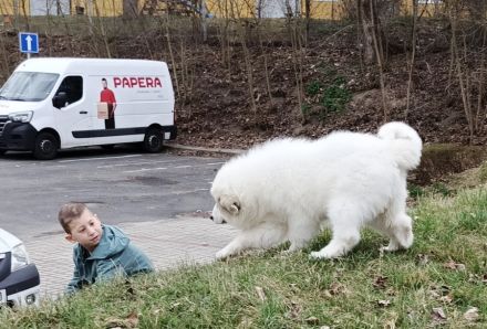 Pyrenäenberghund Welpen