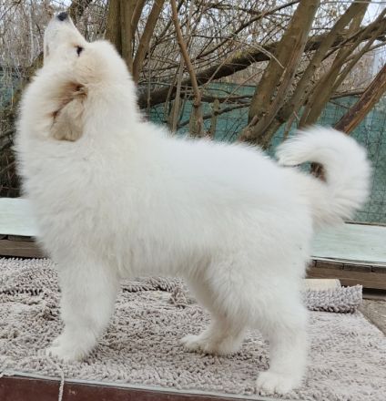 Pyrenäenberghund Welpen