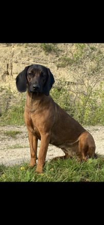 Bayrischer Gebirgsschweisshund Welpen