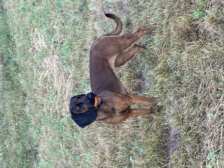 Bayrischer Gebirgsschweisshund Welpen