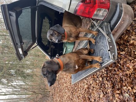 Bayrischer Gebirgsschweisshund Welpen