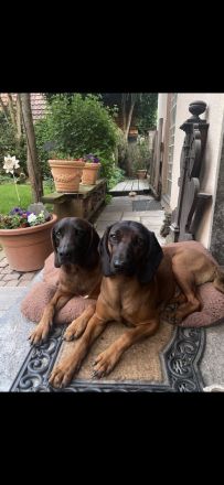 Bayrischer Gebirgsschweisshund Welpen