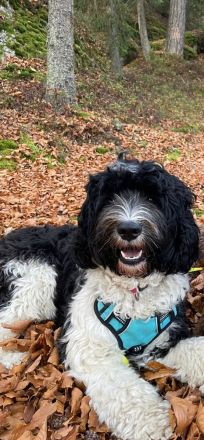 Portugiesischer Wasserhundwelpe Voranmeldung Frühjahr 2026