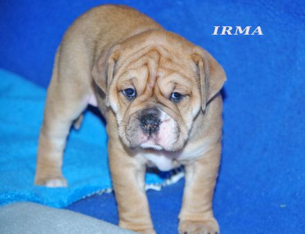 Continental Bulldog Welpen aus deutscher Vereinszucht mit Ahnentafel