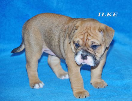 Continental Bulldog Welpen aus deutscher Vereinszucht mit Ahnentafel