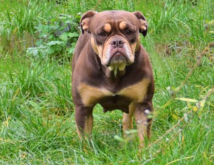 Continental Bulldog Welpen aus deutscher Vereinszucht mit Ahnentafel