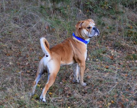 Continental Bulldog Welpen aus deutscher Vereinszucht mit Ahnentafel