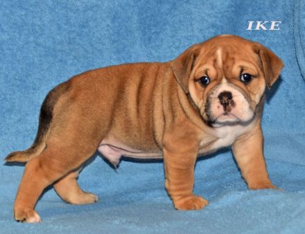 Continental Bulldog Welpen aus deutscher Vereinszucht mit Ahnentafel