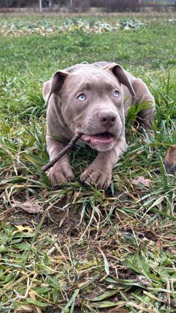 American Bully XXL Welpe