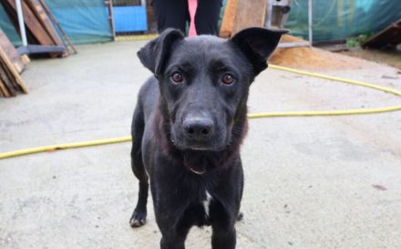 Hallo, ich heiße El Cid und ich suche ein Zuhause.