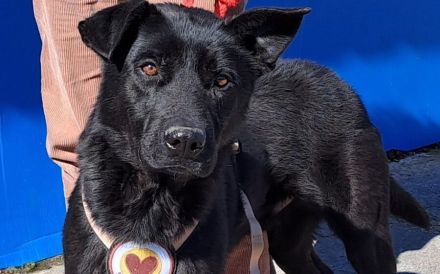 Hallo, ich heiße El Cid und ich suche ein Zuhause.