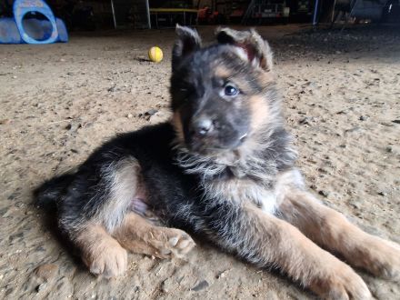 Schäferhundwelpen Hündin