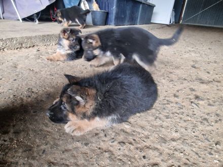 Schäferhundwelpen Hündin