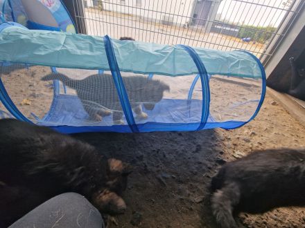 Schäferhundwelpen Hündin