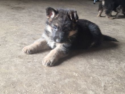 Schäferhundwelpen Hündin