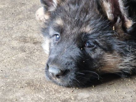 Schäferhundwelpen Hündin