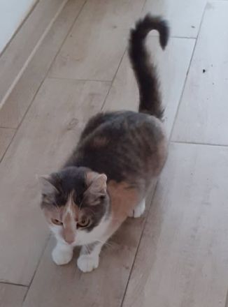 Coco – Glückskatze sucht dringend glückliches Zuhause! (aus dem Tierschutz / handicap)