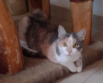 Coco – Glückskatze sucht dringend glückliches Zuhause! (aus dem Tierschutz / handicap)