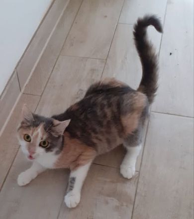 Coco – Glückskatze sucht dringend glückliches Zuhause! (aus dem Tierschutz / handicap)