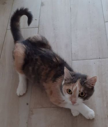 Coco – Glückskatze sucht dringend glückliches Zuhause! (aus dem Tierschutz / handicap)