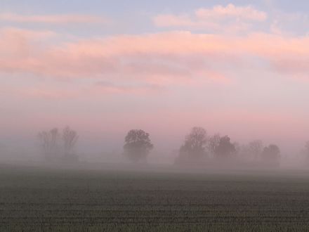 Cookie – sucht dringend ein Zuhause! (aus dem Tierschutz / gechipt, geimpft, kastriert)