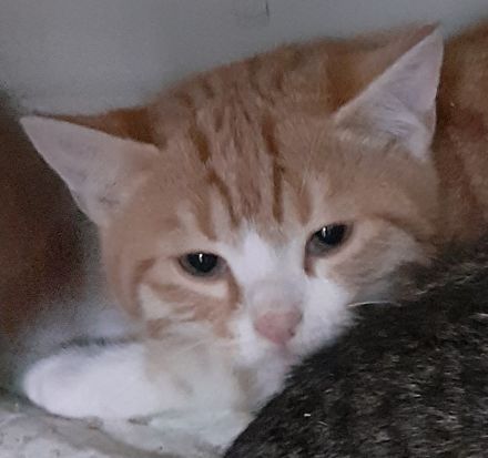 Freddy und Barney – suchen dringend ein Zuhause! (aus dem Tierschutz / gechipt, geimpft, kastriert)