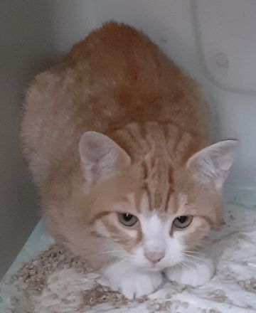 Freddy und Barney – suchen dringend ein Zuhause! (aus dem Tierschutz / gechipt, geimpft, kastriert)