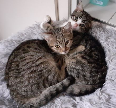 Nanny– sucht dringend ein Zuhause! (aus dem Tierschutz / gechipt, geimpft, kastriert)