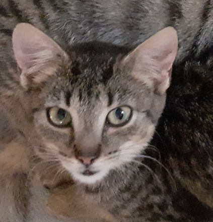 Nanny– sucht dringend ein Zuhause! (aus dem Tierschutz / gechipt, geimpft, kastriert)