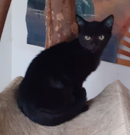 Nero– sucht dringend ein Zuhause! (aus dem Tierschutz / gechipt, geimpft, kastriert)