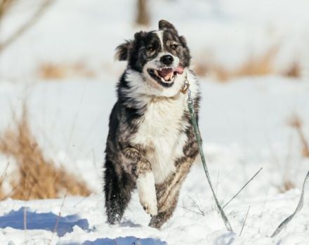 Schenkst du dem fröhlichen Sascha ein Zuhause?