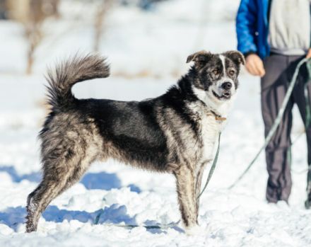 Schenkst du dem fröhlichen Sascha ein Zuhause?