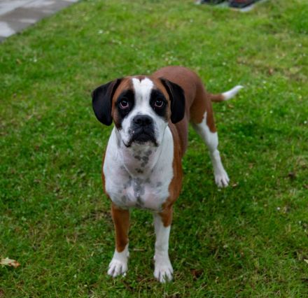 Liebe Alma sucht neues zu Hause