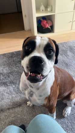 Liebe Alma sucht neues zu Hause