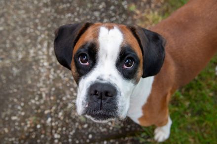 Liebe Alma sucht neues zu Hause