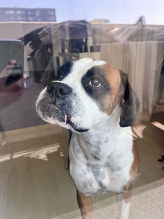 Liebe Alma sucht neues zu Hause