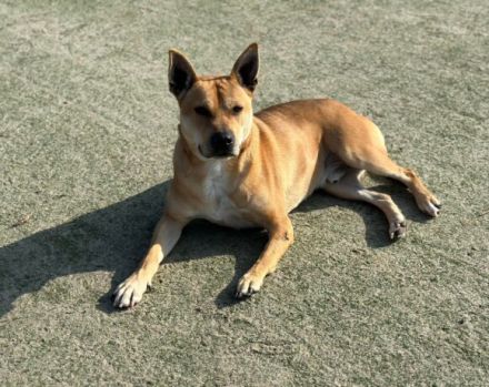 Spike sehnt sich so nach einem liebevollen, artgerechten Zuhause außerhalb Deutschlands