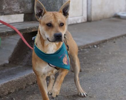 Spike sehnt sich so nach einem liebevollen, artgerechten Zuhause außerhalb Deutschlands