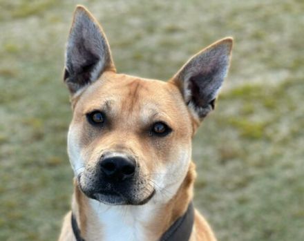 Spike sehnt sich so nach einem liebevollen, artgerechten Zuhause außerhalb Deutschlands