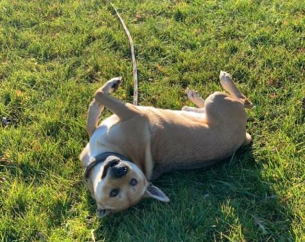 Spike sehnt sich so nach einem liebevollen, artgerechten Zuhause außerhalb Deutschlands