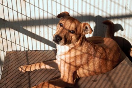 Adam, Jungspund immer fröhlich und verspielt